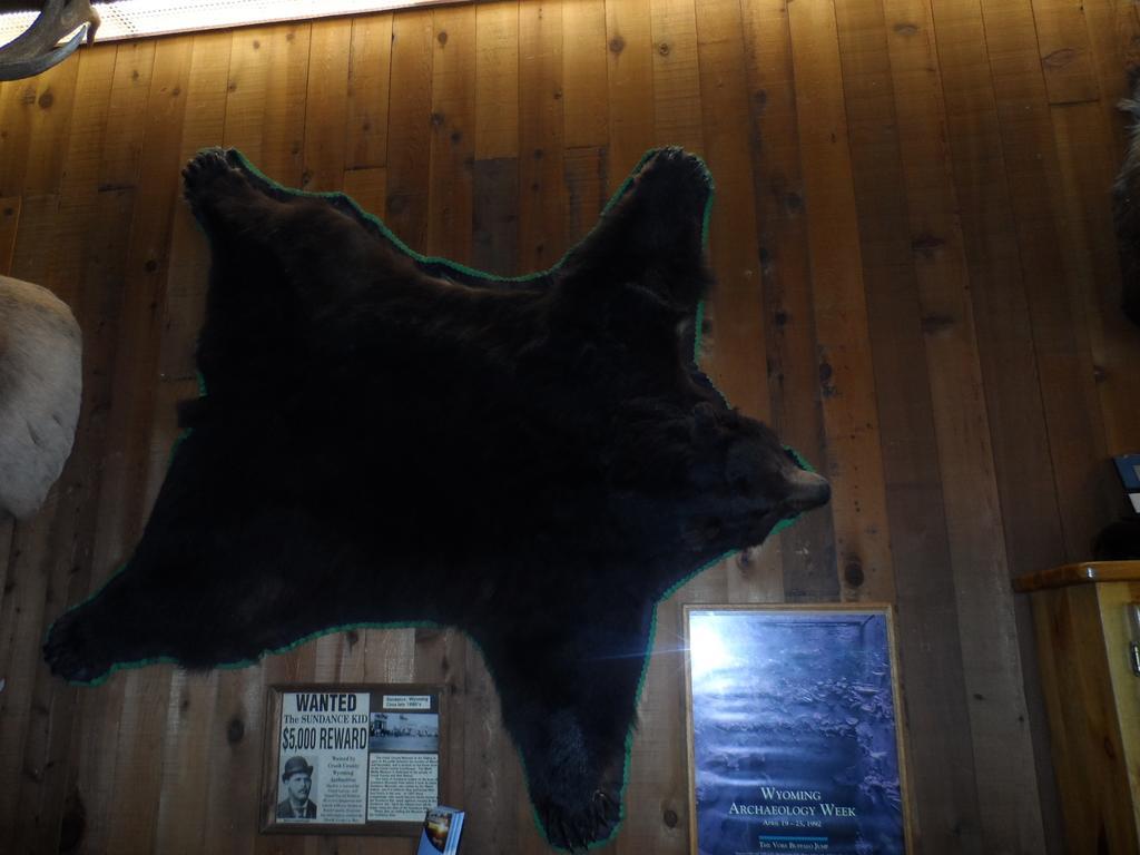 Bear 2*